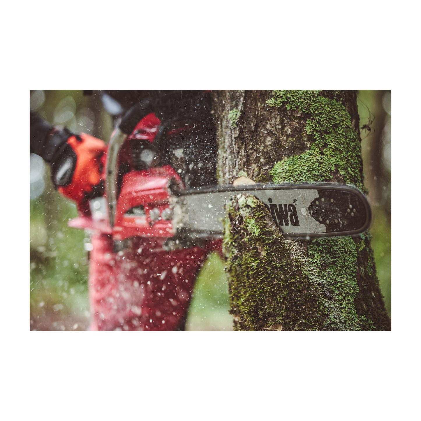Shindaiwa Chainsaw - 501SX
